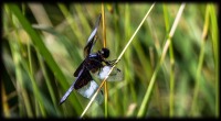 I love dragonflies...